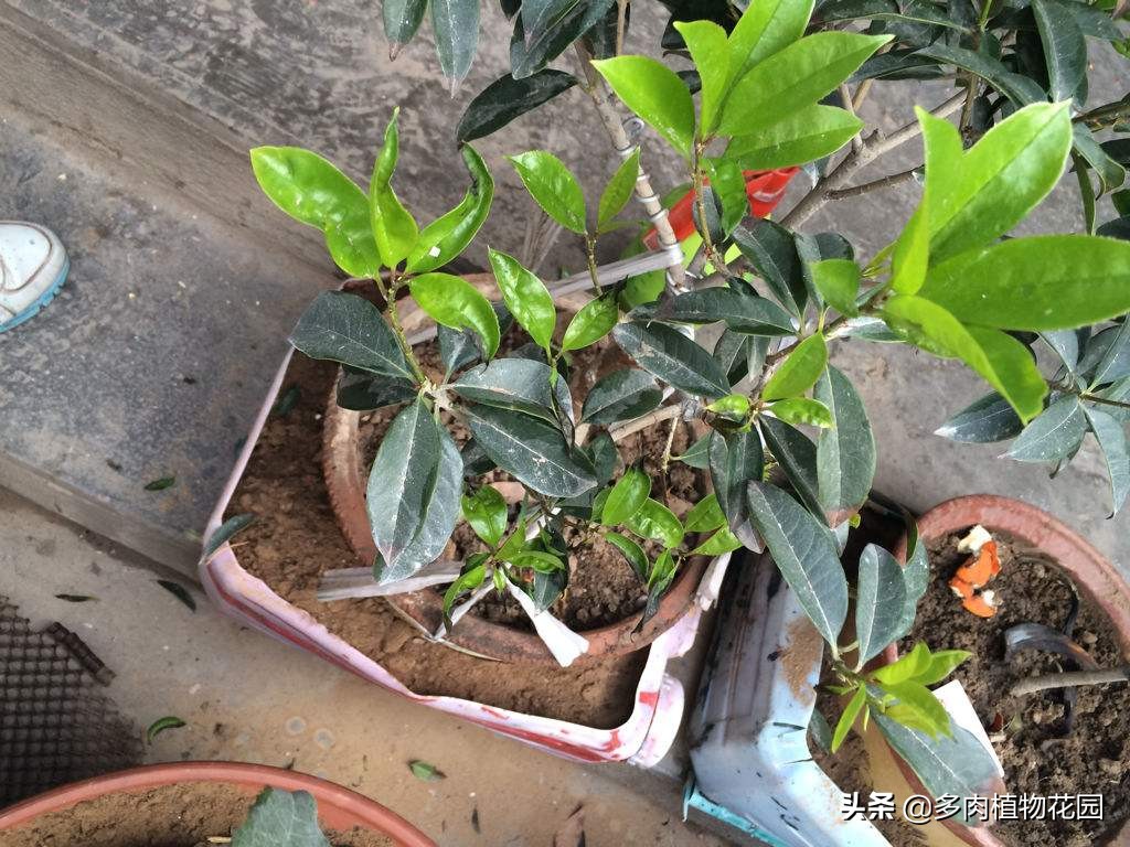 刚买回家的桂花怎样养护,买回来的桂花如何栽培