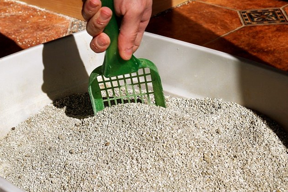 新手养猫怎么掩盖猫屎臭,养猫猫砂臭怎么办