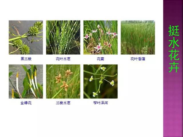 花卉大全500种观叶植物名称,1332种常见花卉植物图谱