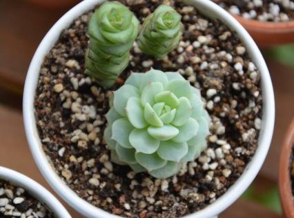 新手最适合养这三种多肉植物,如何养多肉才能高产又好看