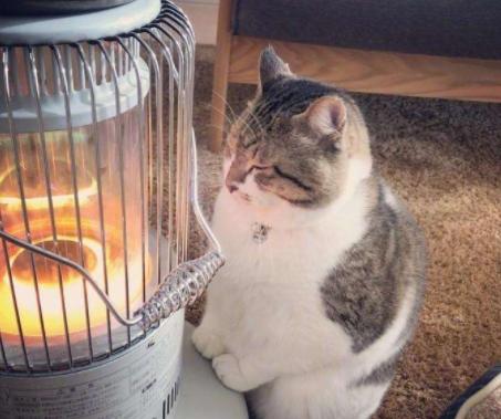 猫咪烫伤了皮掉了怎么办,小猫猫烧伤了怎么办