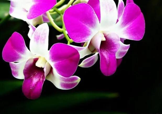 各国国花及其寓意,各国国花和象征意义