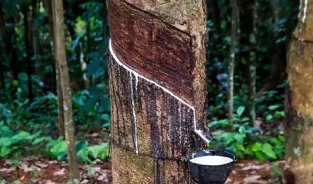 市面上的乳胶大部分是真的吗,乳胶和乳胶的区别有哪些