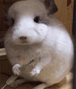 龙猫的亲人视频,龙猫的亲戚
