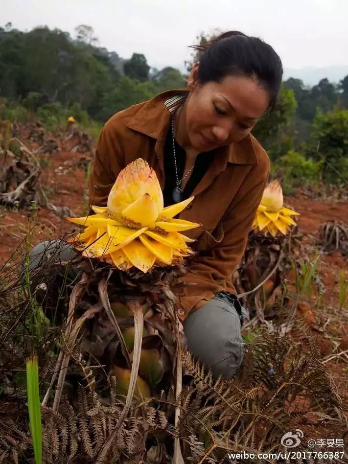 29岁不当记者，追随德国老公守护雨林，两女儿宛如天使，可不上学