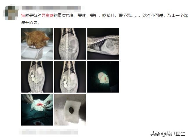 猫咪为什么好奇人类食物,为什么猫咪可以一直吃