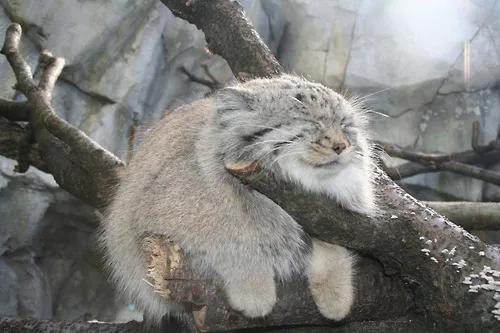 农夫在仓库发现4只小猫,俄罗斯农夫捡到一只猫