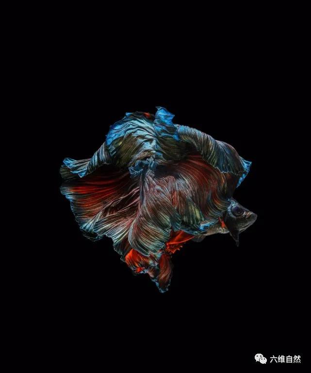 暹罗斗鱼的观赏性,艳丽的鱼尾裙