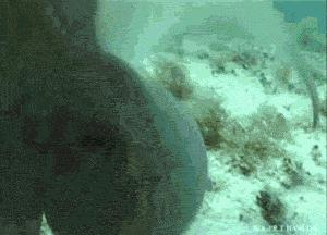 章鱼是不是地球上最聪明的生物 (科学探索章鱼的高智商来自哪里)