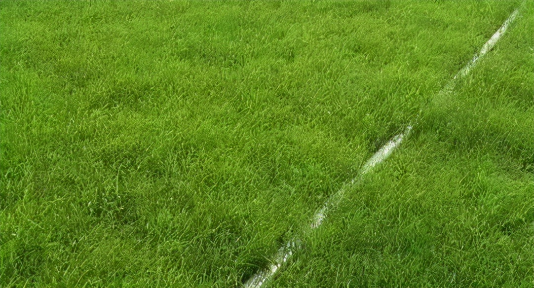 草坪视觉设计,艺术草坪