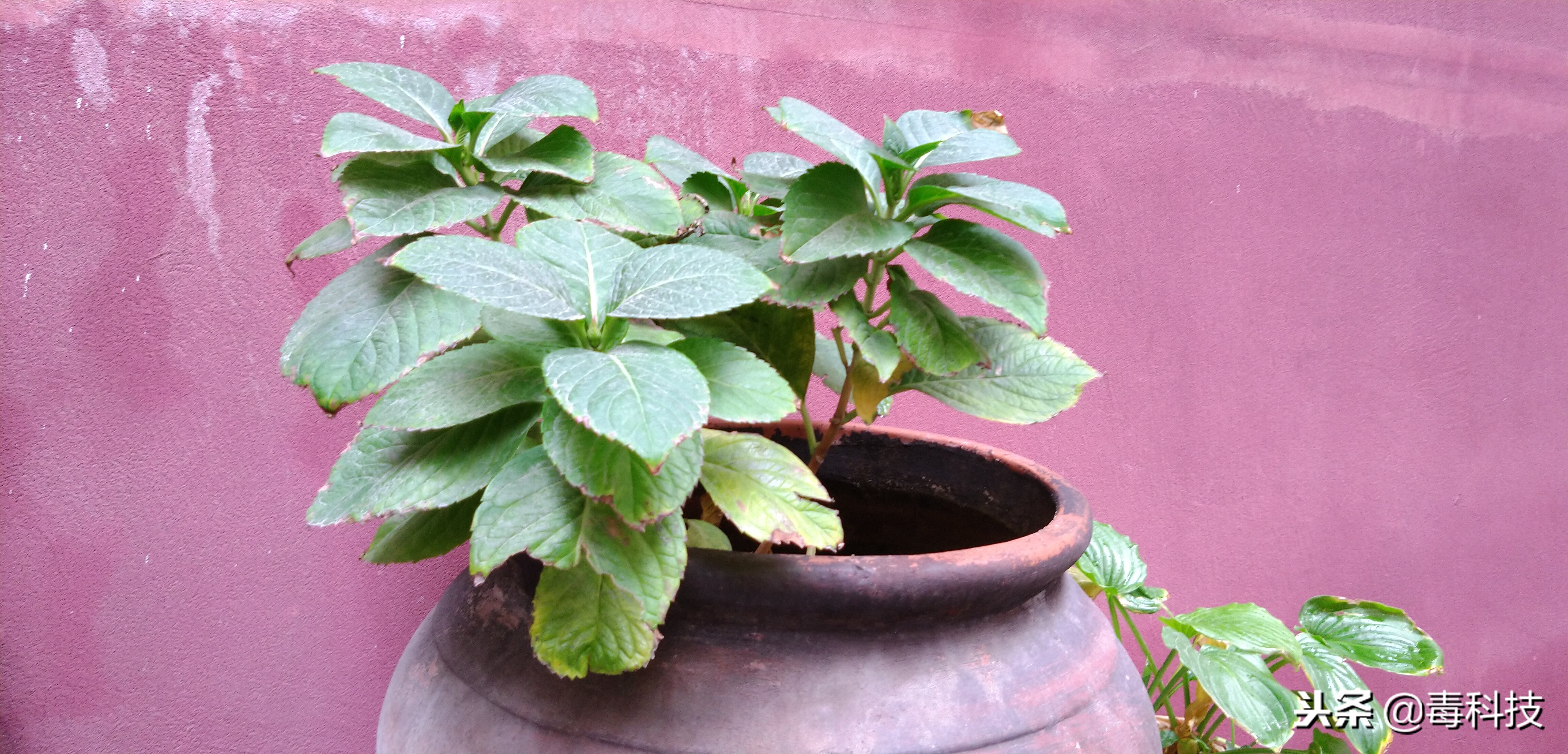 颜值高拍照好看3000以上,摩托罗拉motorolaedges30