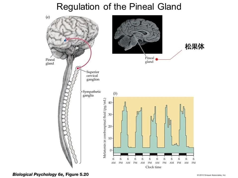 知道褪黑素是干嘛的吗,有没有人知道褪黑素