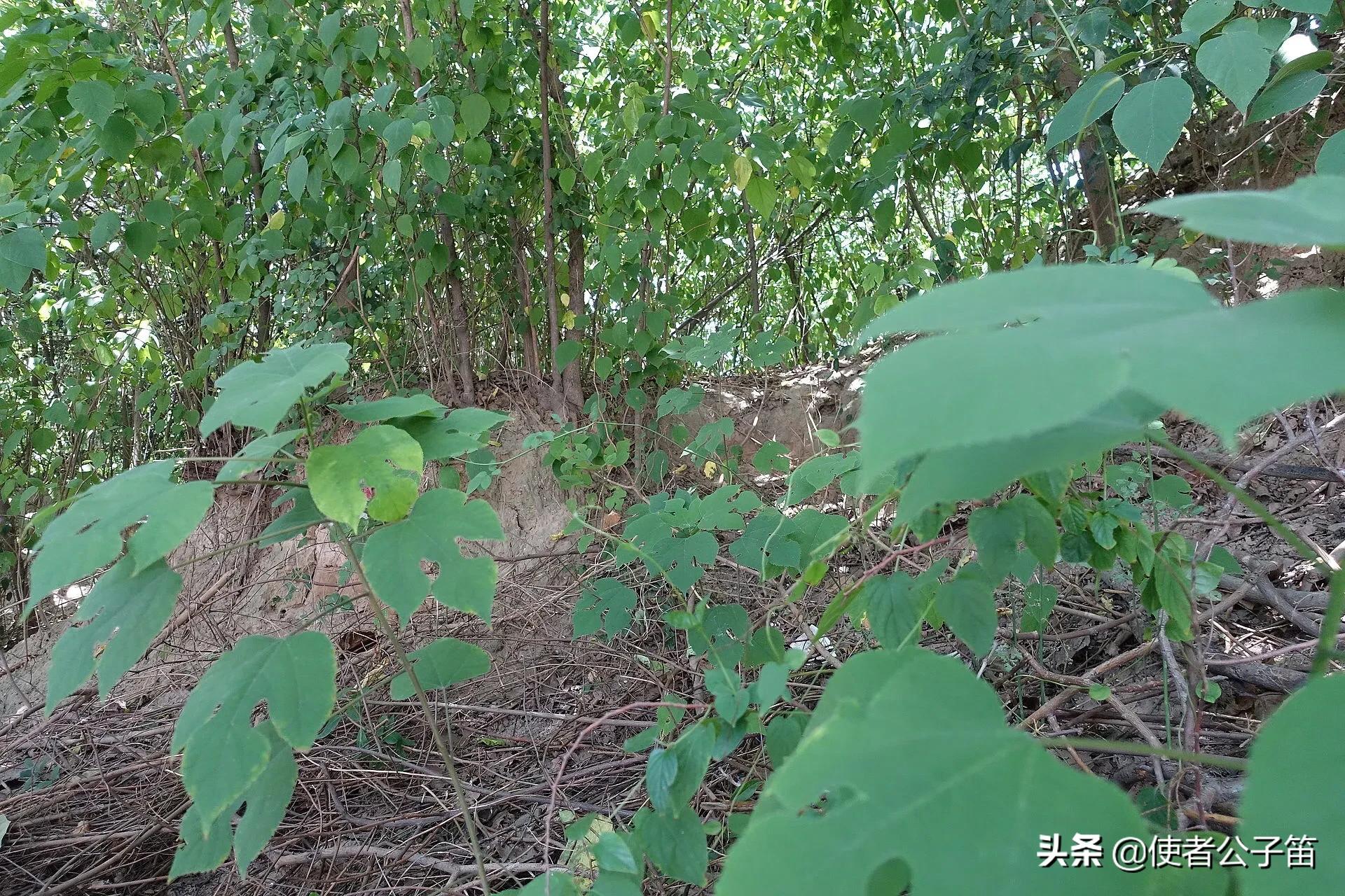 长安大明宫遗址公园,长安大明宫1-40集