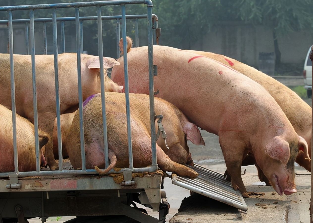目前猪瘟的症状与治疗,猪瘟有什么好治疗方法