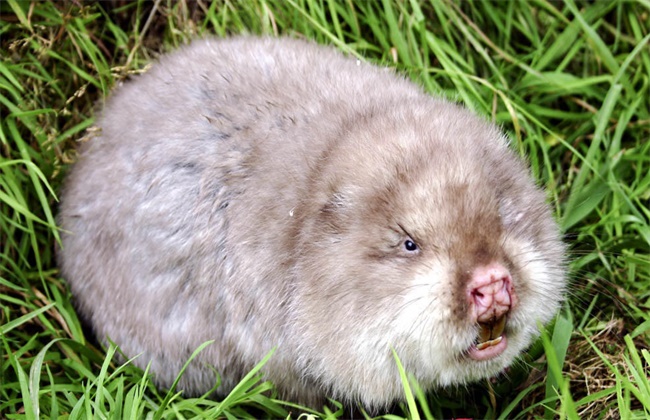 竹鼠掉牙怎么办,竹鼠掉毛怎么处理