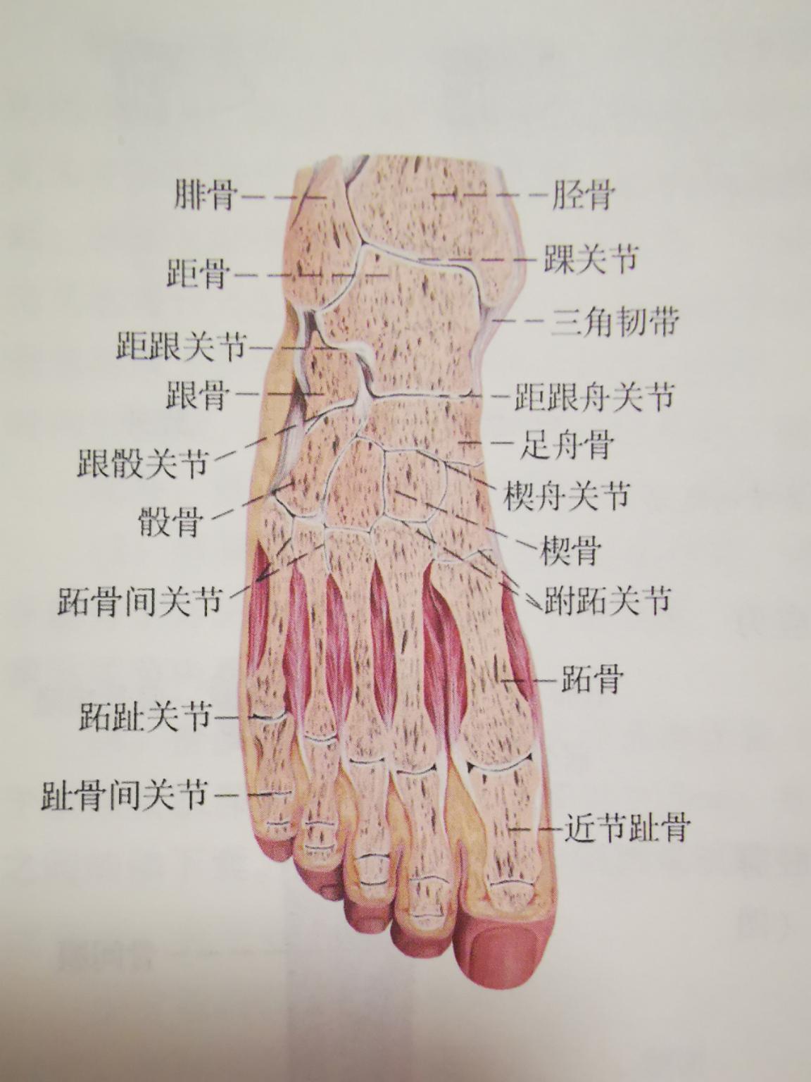 踝关节扭伤后的正确处理方法,踝关节扭伤应该如何正确处理