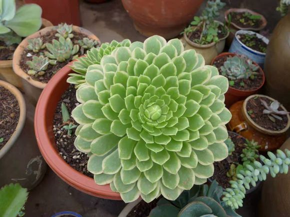 新手养多肉的方法和技巧,怎样能把多肉养得又肥又好看