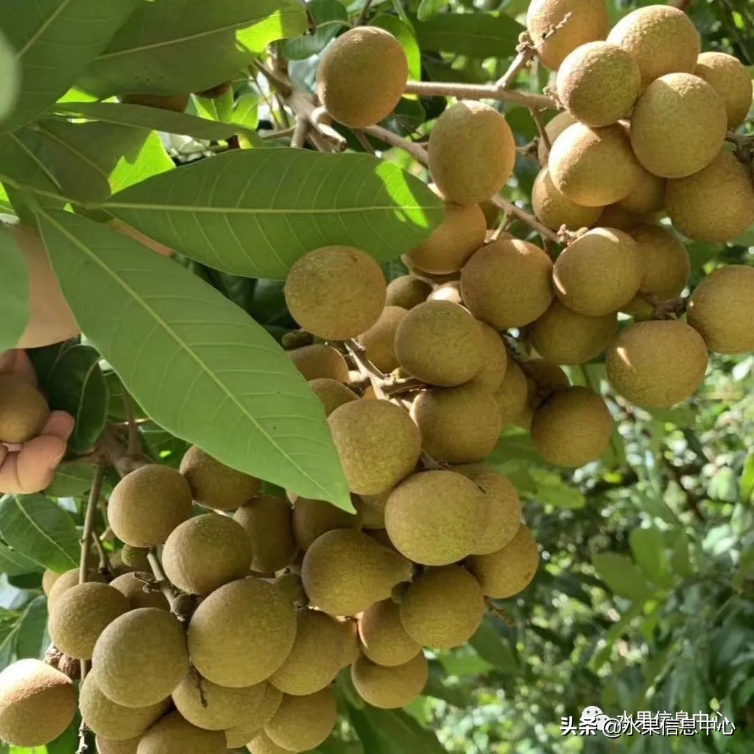 水果天堂：海南水果品种及上市时间表