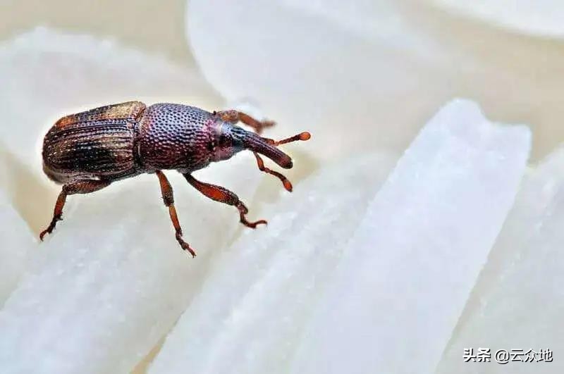 大米怎么保管不长虫,大米的存放不长虫方法