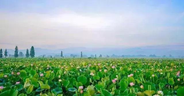 江西省有个莲花县,江西莲花县莲花镇