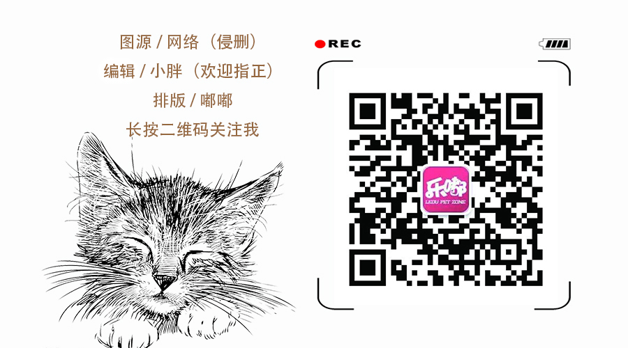 狗狗身上的蜱虫长得很快,狗狗耳朵里长吸血蜱虫