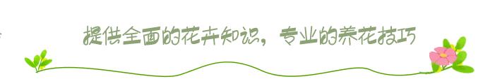 君子兰养殖方法和技巧如何浇水,君子兰夏季室外高温怎么养