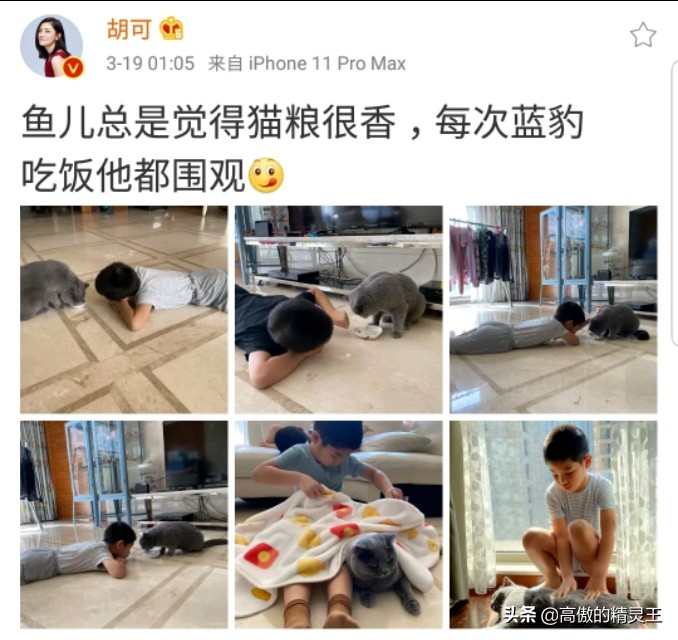 胡可晒小鱼儿垂涎猫粮，趴地上围观猫咪进食，网友提醒谨慎他偷吃