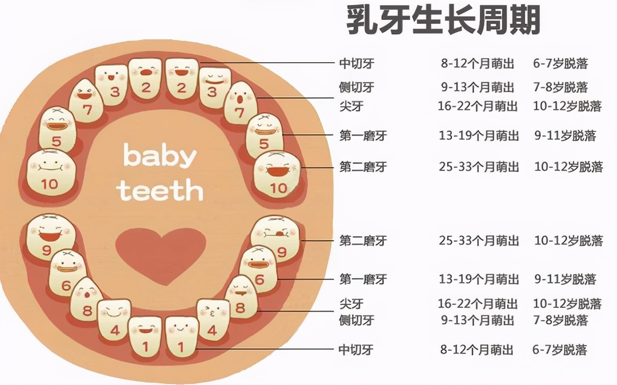 婴儿长牙时间表和顺序,宝宝长牙期该关注哪些