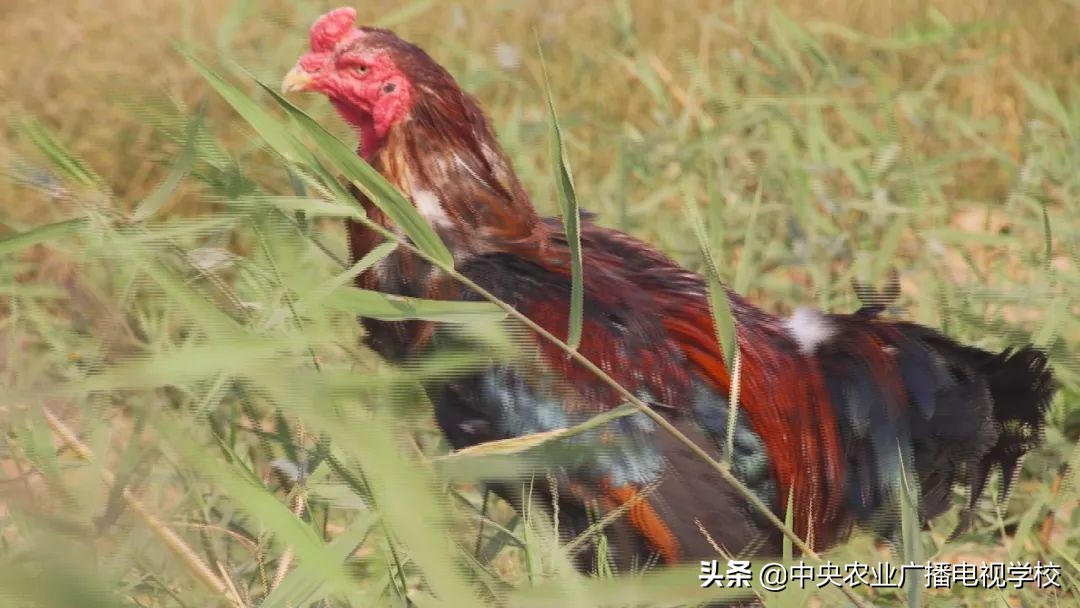 田间示范秀养鸡视频,田间示范秀节目