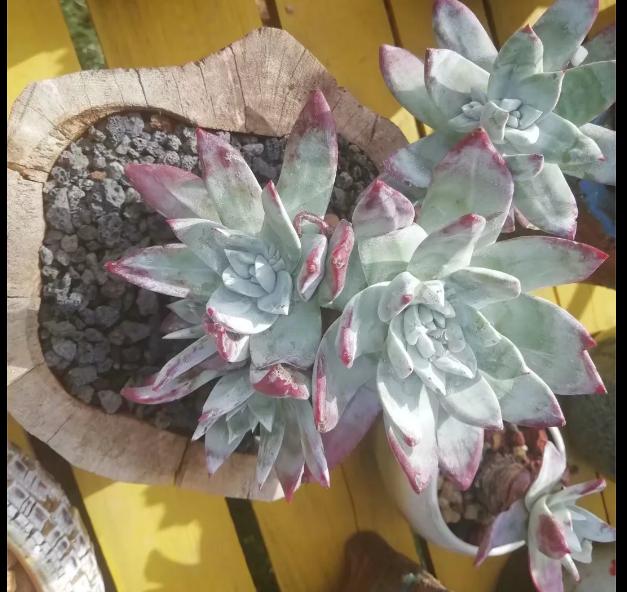 多肉养出状态来有多美？这102种多肉控养上色之后美呆了