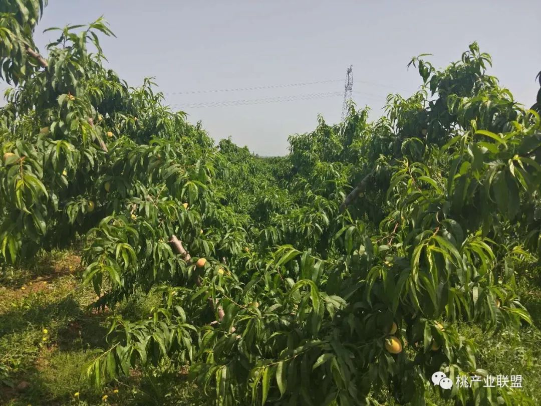 桃树长放修剪好、还是短截修剪好？