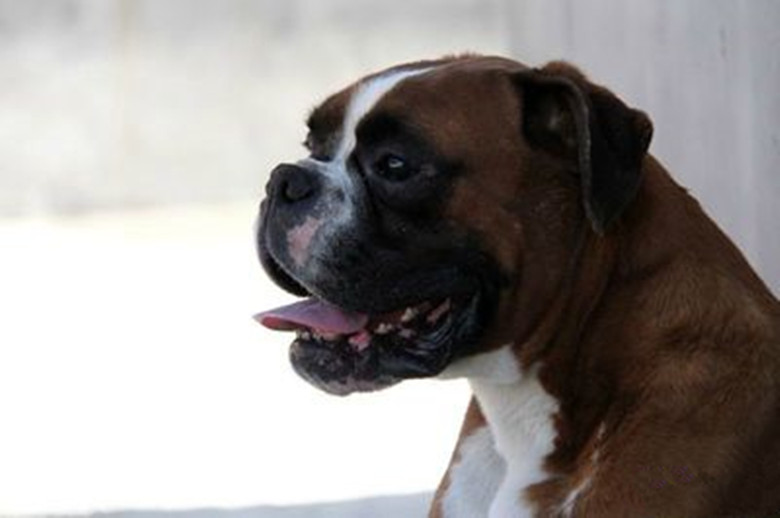 最好的十种猛犬都是哪几种,十大猛犬哪些犬对主人最真诚