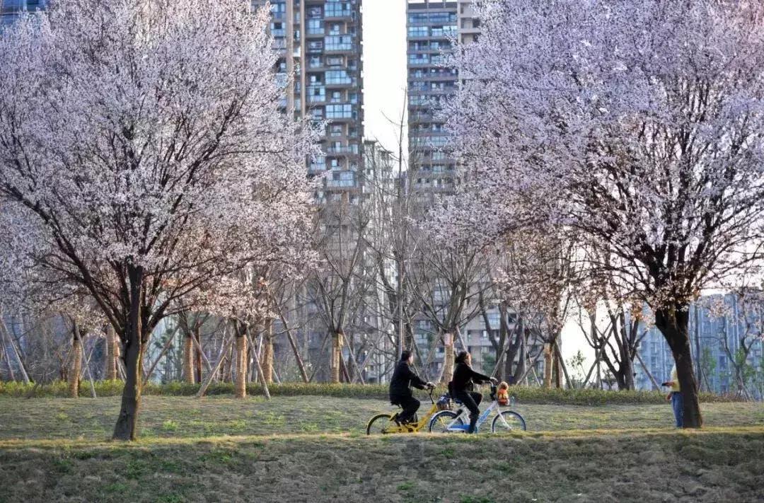 走走走！四川这些地方已经花开成海，错过等一年！