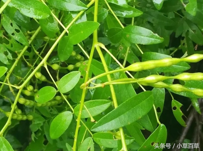 皮肤瘙痒用什么中草药能洗,治疗皮肤瘙痒的中草药有哪些