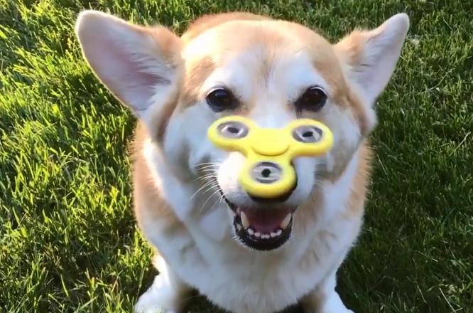 铲屎官在狗狗鼻子上玩指尖陀螺，汪星人分分钟变成对对眼