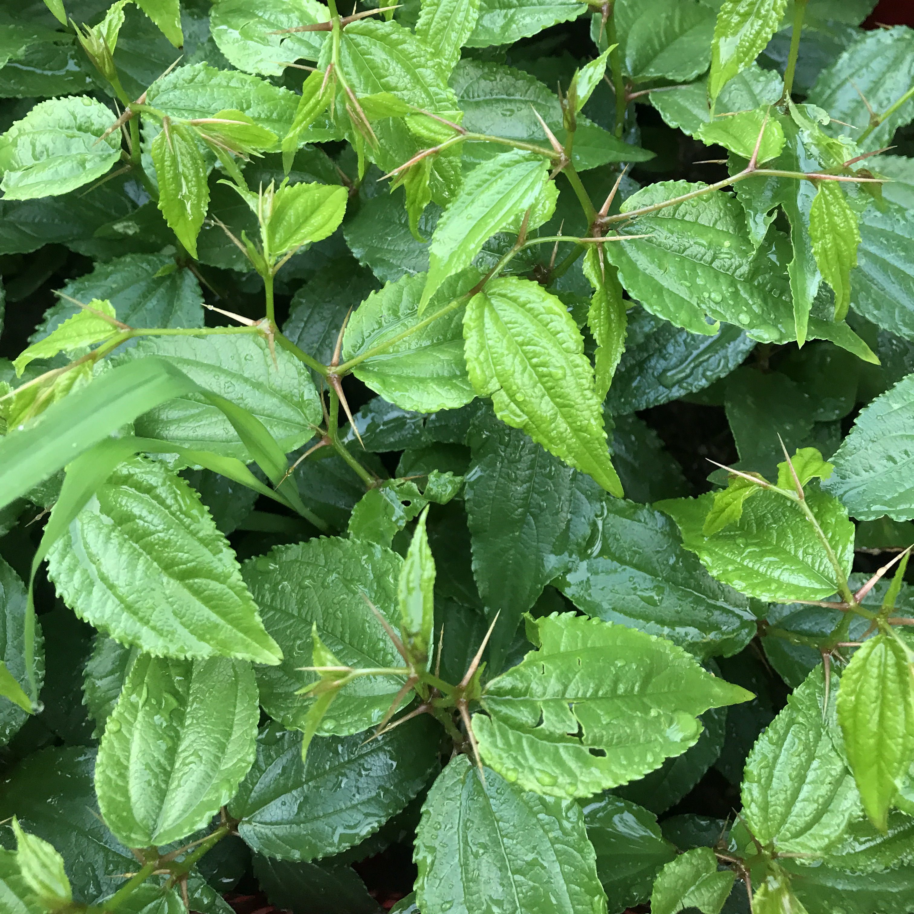 凤眼菩提尼泊尔跟白俄罗斯,3.0凤眼菩提