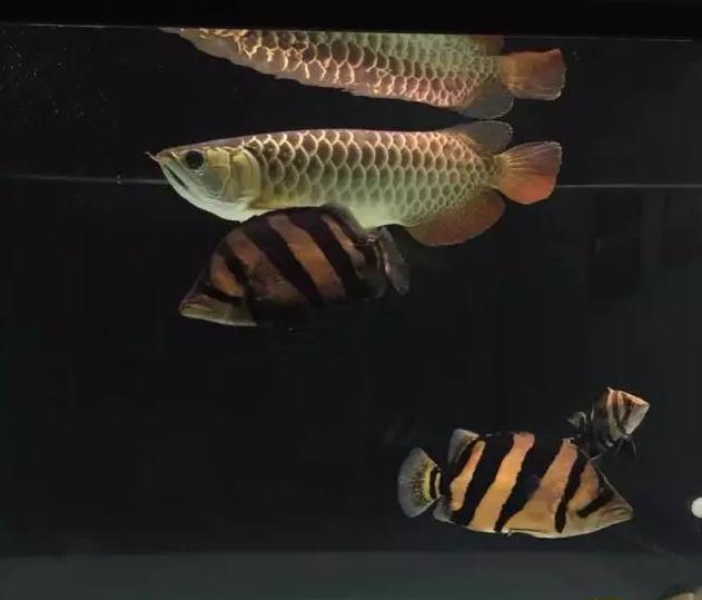 泰虎和印尼虎区别是什么,印尼虎和泰虎一起养