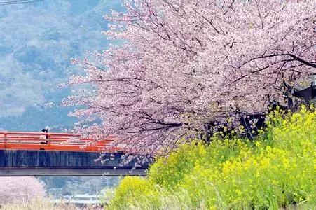 日本樱花最好的民宿,日本樱花田园旅游攻略