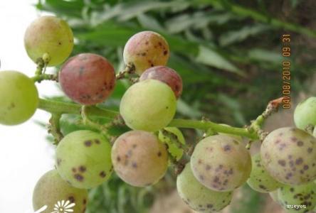 葡萄疫病用什么杀菌剂好,防治葡萄病害的优质杀菌剂