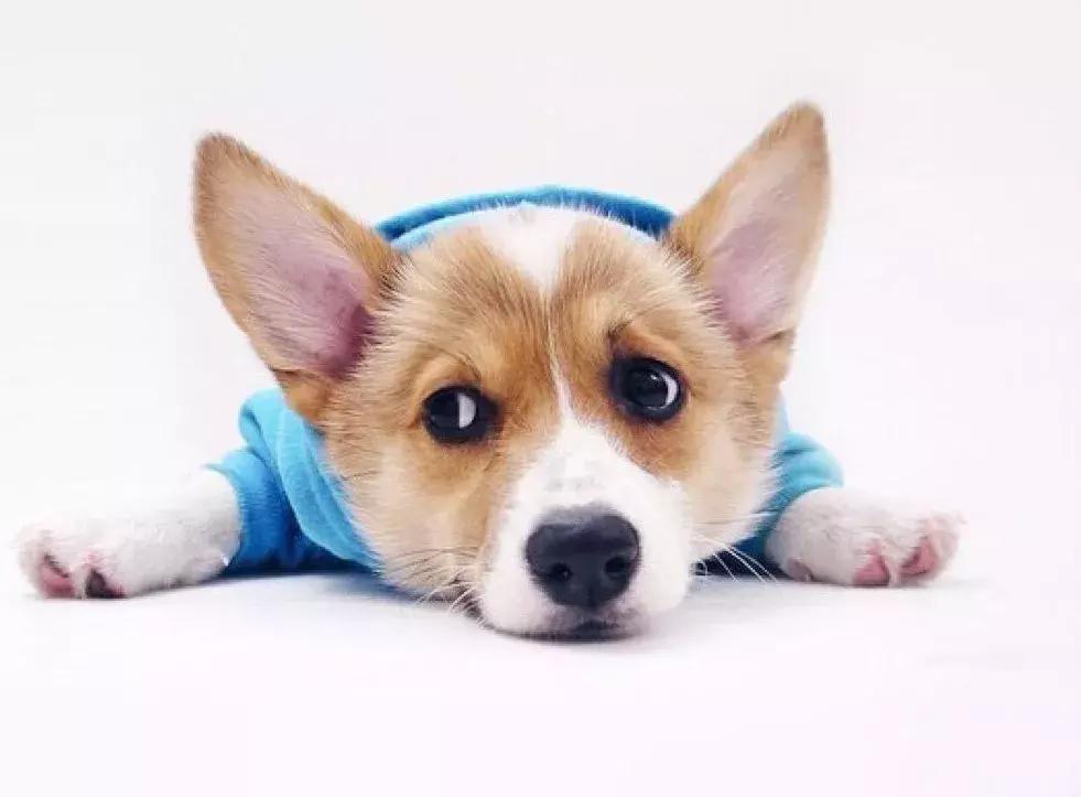 两只短腿柯基,柯基的腿短还是法斗的腿短