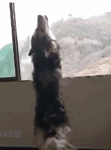 哈士奇对主人发出低吼,哈士奇整天嗷嗷叫
