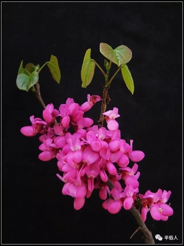 香港只能7天去一次吗,香港去深圳一年可以去几次