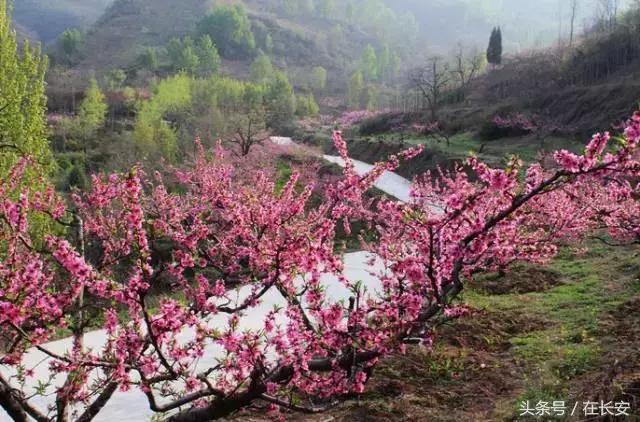 西安长安挖野菜最好的地方,长安哪里挖野菜好吃
