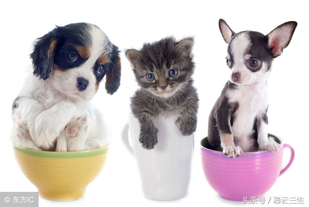 哪些茶杯犬好养又便宜,茶杯犬好养吗茶杯犬的寿命多长