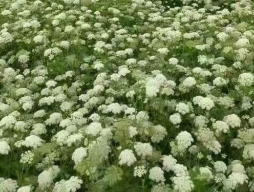 蛇床子价格一斤多少钱？如何种植？怎么吃？有哪些功效及作用？