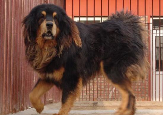 中国藏獒十大獒王,中国藏獒十大獒王排名