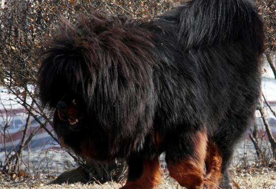 中国藏獒十大獒王,中国藏獒十大獒王排名