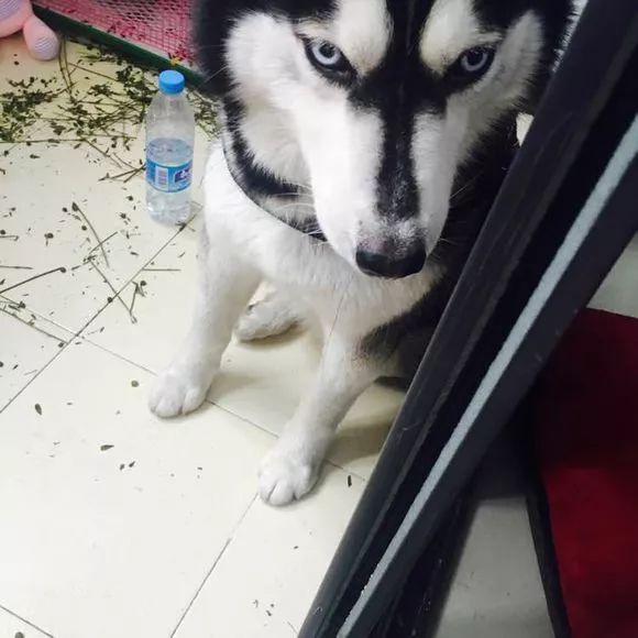 让两只兔子和平相处,让两只兔子亲一口会是啥反应