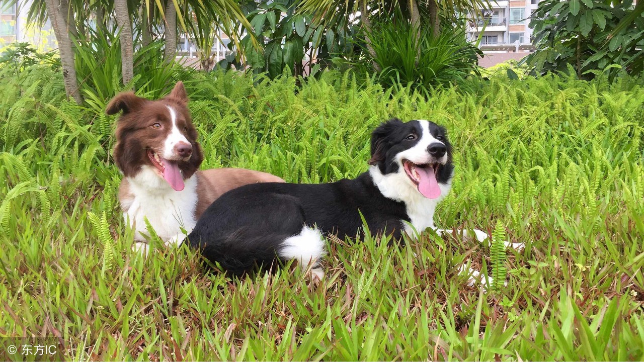 边境牧羊犬日常护理,边境牧羊犬美容护理方法