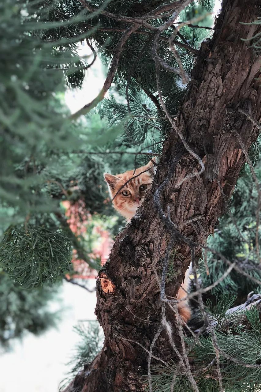 泼辣有图：有史以来质量最高的一期榜单
